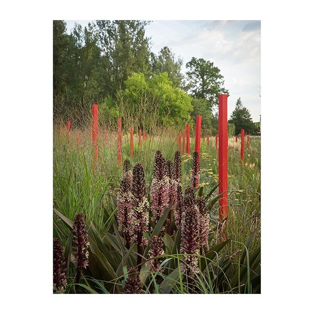 LHB➖Le jardin d’ivresse➖The garden and scenography we designed for the Chateau Larrivet-Haut Brion’s wine castel in Leognan is getting ready to be shown in few days!🌱 We are really proud to open the doors of this project that is growing up since two years ☘️ Thanks a lot to #yannmonel for the beautiful pictures 📸 and to @chateau_larrivet_haut_brion to be the land of this project @solineportmann #landscaping #landscapeart #gardendesign #redandwhite #larrivethautbrion #winecastle #frenchgarden #piquetrouge #bigtime