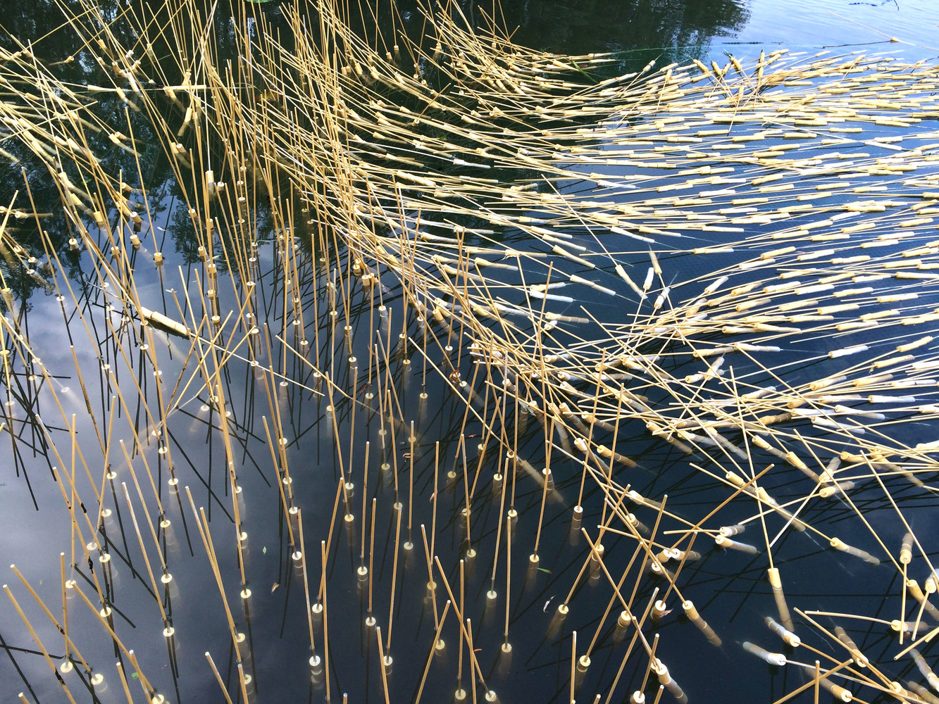 Egilope - © Bigtime.