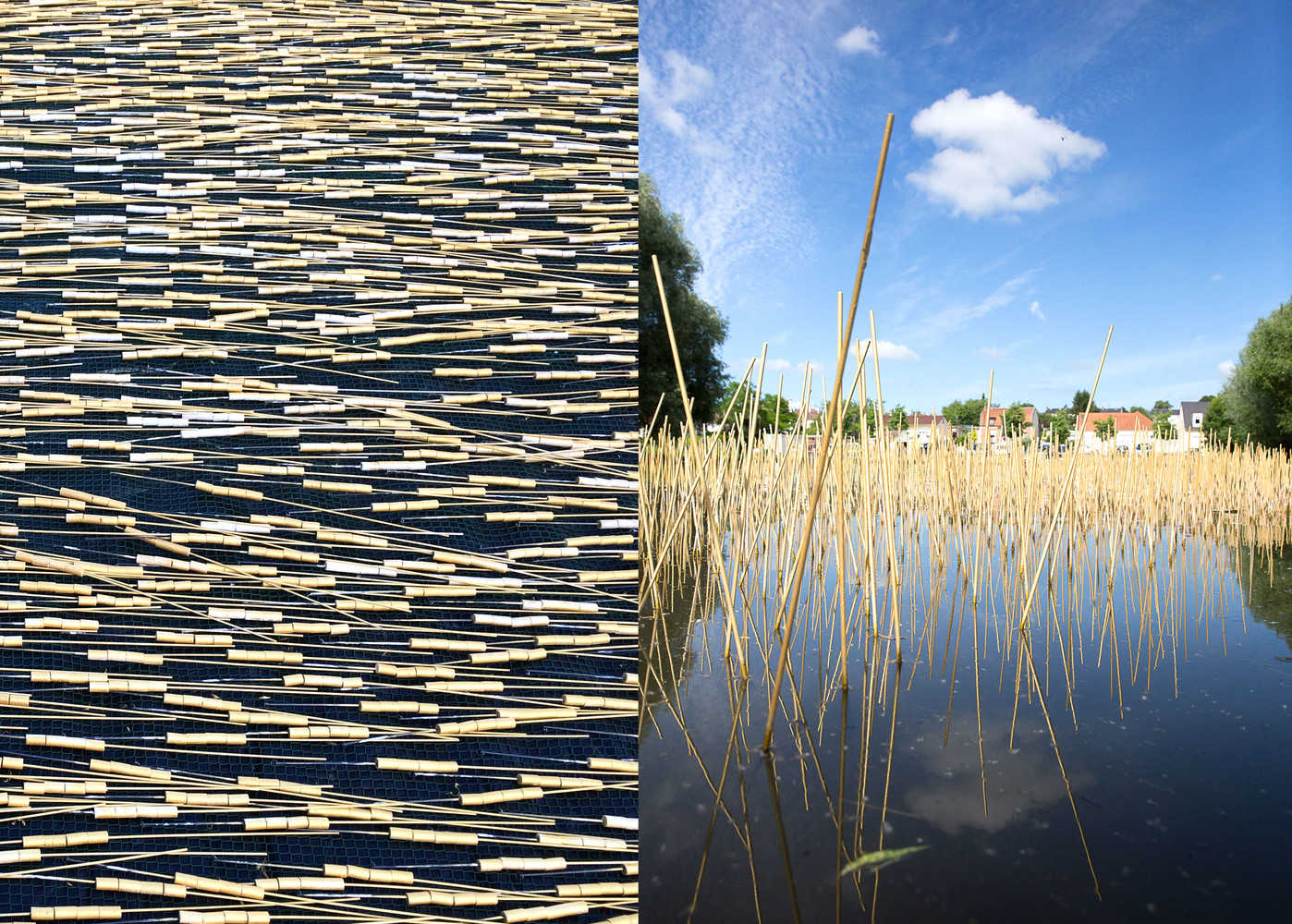 Egilope - © Bigtime.