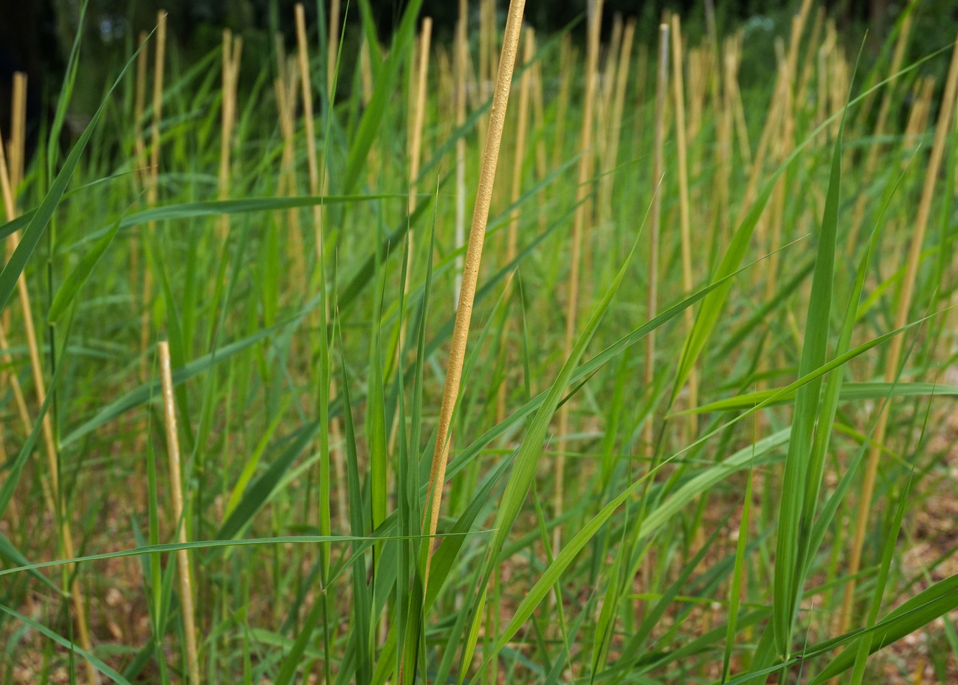 Egilope - © Bigtime.