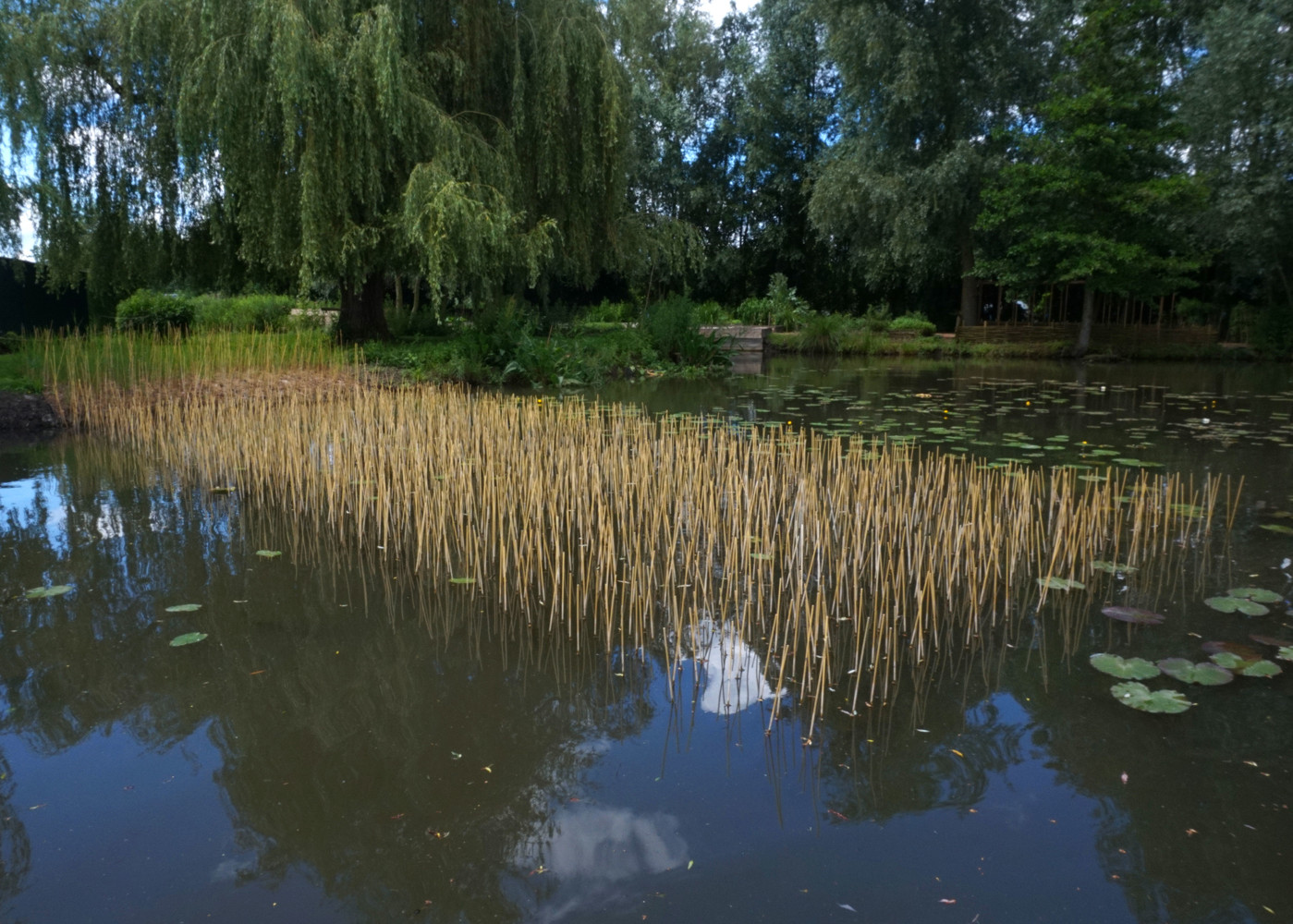 Egilope - © Bigtime.